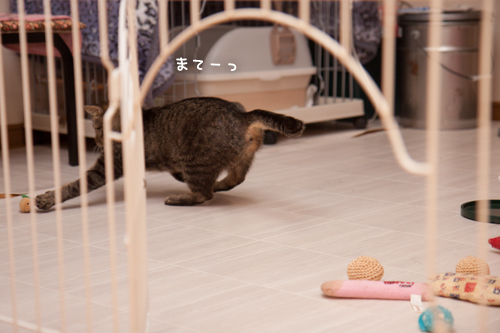 でておいでーっ_d0355333_17273476.jpg