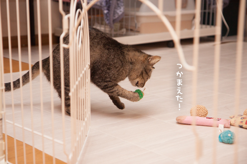 でておいでーっ_d0355333_17273491.jpg
