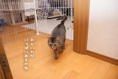 オハナちゃんの探検!_d0355333_17273518.jpg