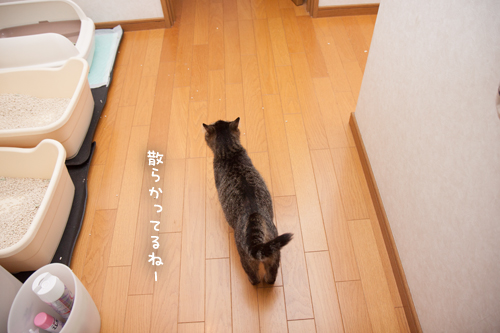 オハナちゃんの探検!_d0355333_17273526.jpg