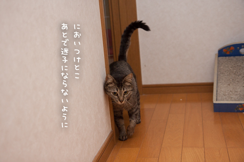 オハナちゃんの探検!_d0355333_17273547.jpg