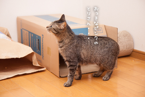 オハナちゃんの探検!_d0355333_17273668.jpg