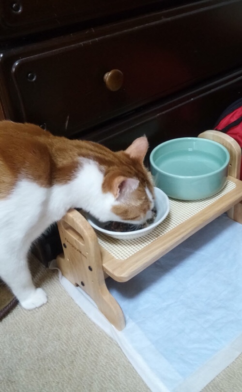 たろちゃの近況報告_d0355333_17273700.jpg