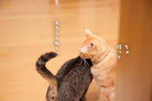 期待の新人_d0355333_17273784.jpg