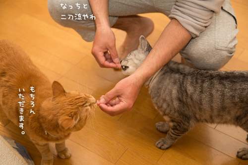 おさしみのある日~!_d0355333_17273936.jpg