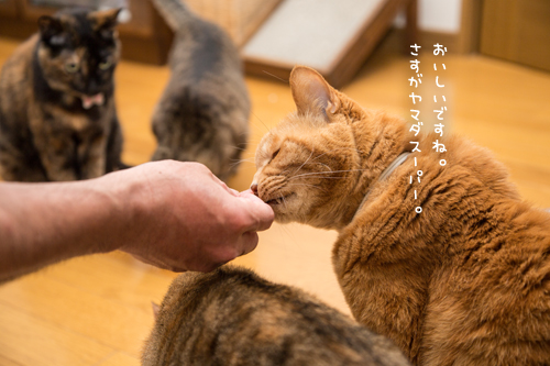 おさしみのある日~!_d0355333_17274039.jpg