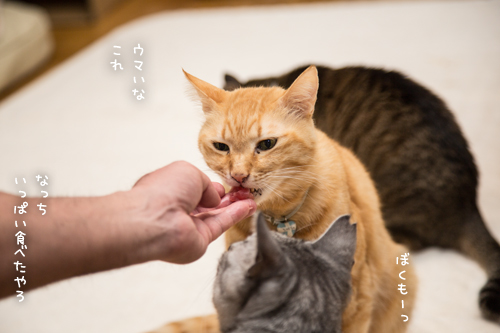おさしみのある日~!_d0355333_17274079.jpg