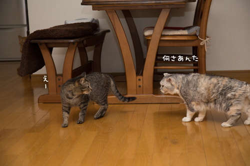 気にしない性格_d0355333_17274303.jpg
