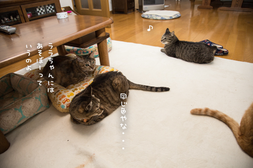すごいねー_d0355333_17274312.jpg