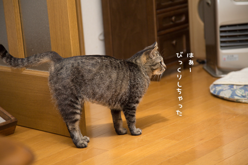 気にしない性格_d0355333_17274378.jpg