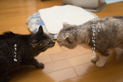 こんな子・・・?_d0355333_17274428.jpg
