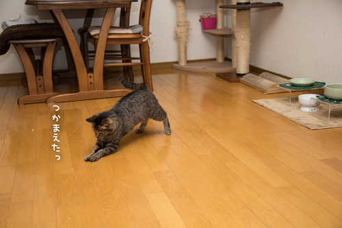 猫じゃないナニカ_d0355333_17274875.jpg