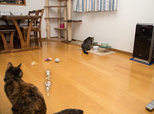 がつがつ_d0355333_17275036.jpg
