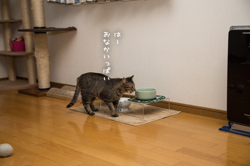 がつがつ_d0355333_17275041.jpg