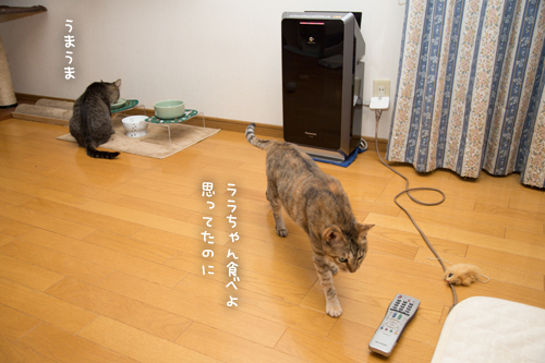 がつがつ_d0355333_17275080.jpg