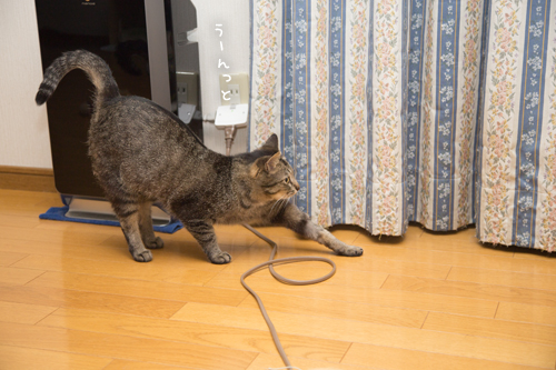 がつがつ_d0355333_17275188.jpg