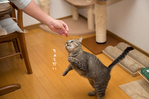 たっちできるからね_d0355333_17275844.jpg