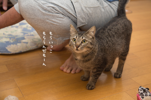 たっちできるからね_d0355333_17275867.jpg