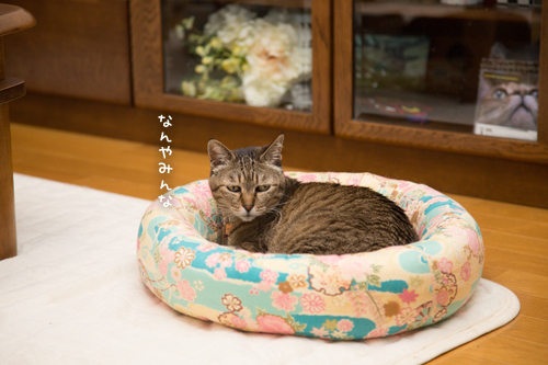 特別扱いだねー_d0355333_17275903.jpg