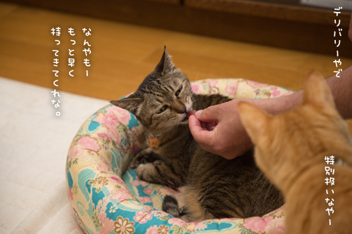 特別扱いだねー_d0355333_17275934.jpg