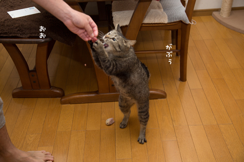 たっちできるからね_d0355333_17275949.jpg