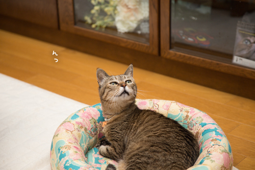 特別扱いだねー_d0355333_17275957.jpg