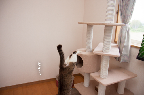 はげちゃびんゆうすけ_d0355333_17281072.jpg