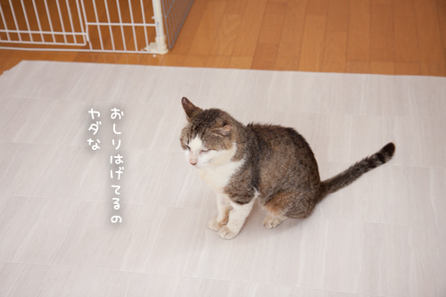 はげちゃびんゆうすけ_d0355333_17281150.jpg