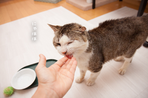ゆうすけ初おさしみ_d0355333_17281604.jpg