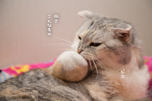 抜け毛で毛玉_d0355333_17281730.jpg