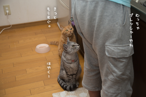 お魚のさばき途中。_d0355333_17282101.jpg