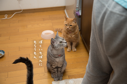 お魚のさばき途中。_d0355333_17282113.jpg