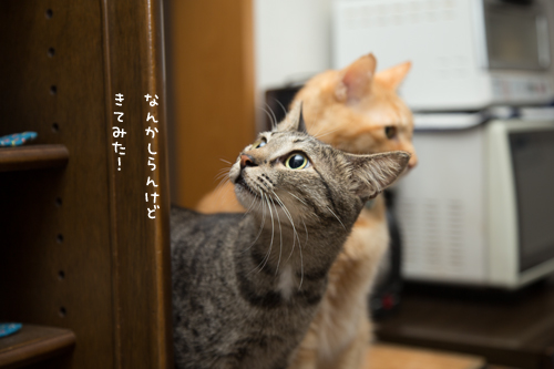 待ってるよ_d0355333_17282227.jpg