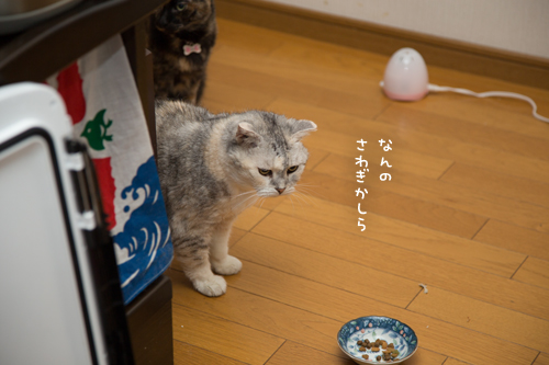 いよいよ本番_d0355333_17282349.jpg