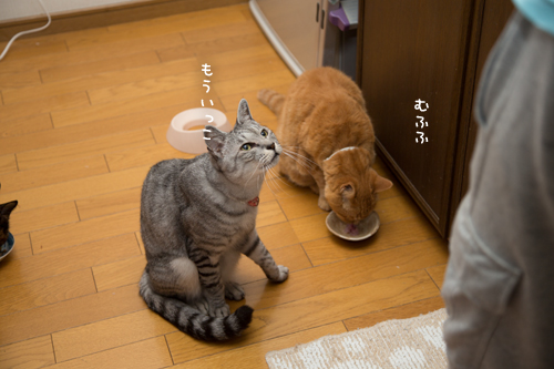 怒涛のおさかな祭へ!_d0355333_17282515.jpg