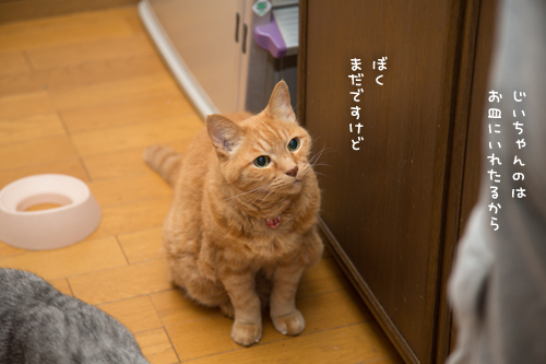 怒涛のおさかな祭へ!_d0355333_17282570.jpg