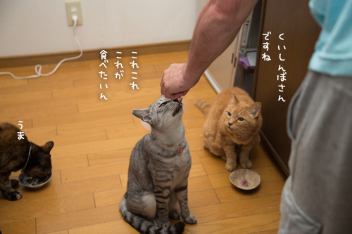 怒涛のおさかな祭へ!_d0355333_17282641.jpg