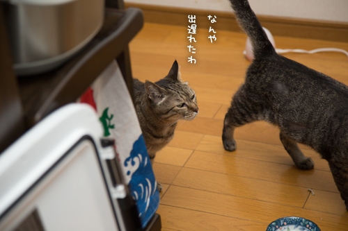 怒涛のおさかな祭へ!_d0355333_17282675.jpg