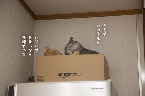 金魚のふんなので_d0355333_17283013.jpg