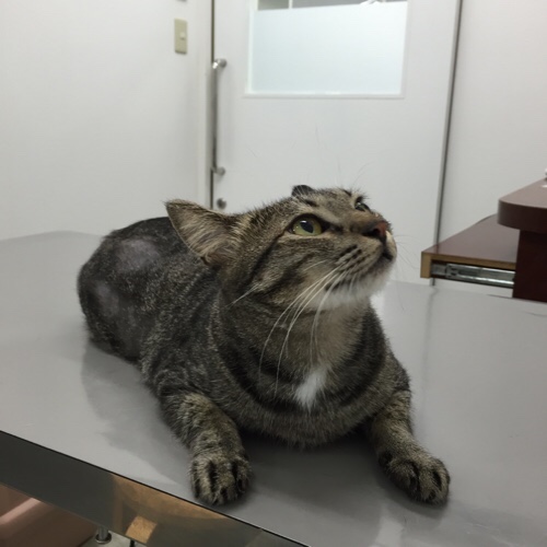大所帯であたふた_d0355333_17283518.jpg