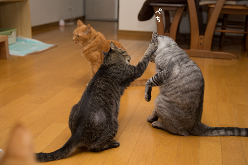 がんばって_d0355333_17284033.jpg
