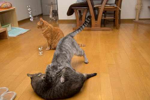 がんばって_d0355333_17284086.jpg