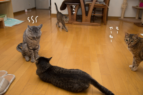 クールダウン_d0355333_17284119.jpg