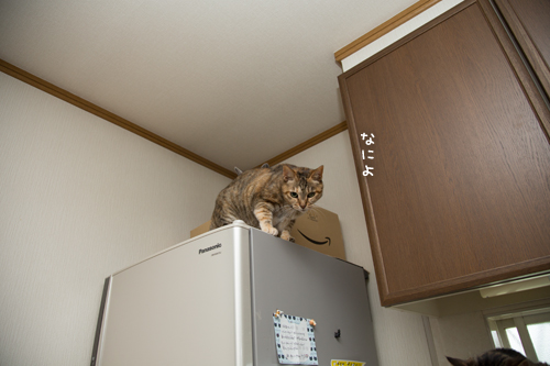 人気の場所は順番待ち_d0355333_17284277.jpg