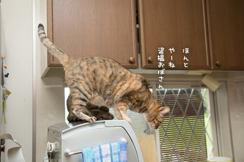 人気の場所は順番待ち_d0355333_17284360.jpg