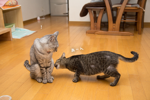 もしや魔性の_d0355333_17284432.jpg