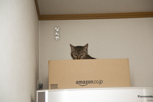ニャマゾンから_d0355333_17284508.jpg
