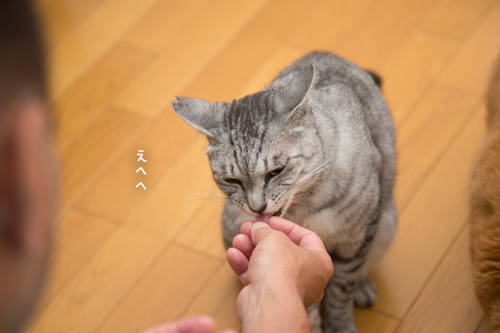 ニャマゾンから_d0355333_17284548.jpg