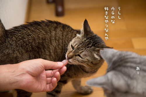 ニャマゾンから_d0355333_17284556.jpg