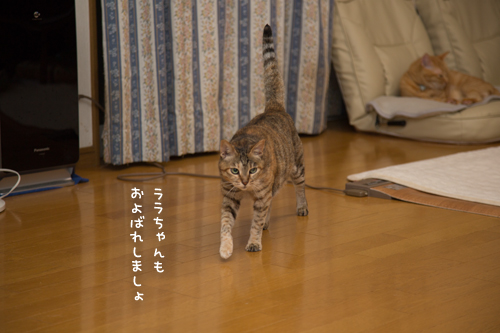 なかよくね_d0355333_17284651.jpg